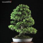 Pinus Pentaphylla VENDUTO - immagine 2