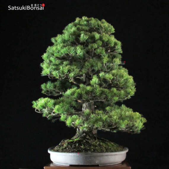 Pinus Pentaphylla VENDUTO - immagine 2