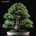 Pinus Pentaphylla VENDUTO - immagine 3