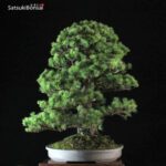 Pinus Pentaphylla VENDUTO - immagine 4