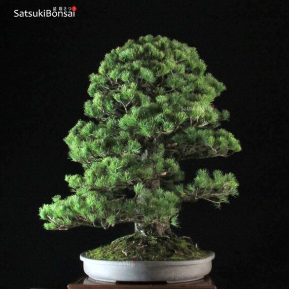 Pinus Pentaphylla VENDUTO - immagine 4