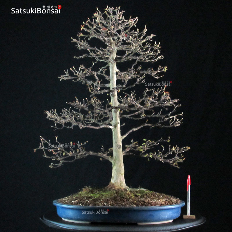 2310_1-Acer-buergerianum Acer Buergerianum - Kaede VENDUTO - immagine 1