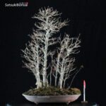 Acer Buergerianum - Kaede VENDUTO