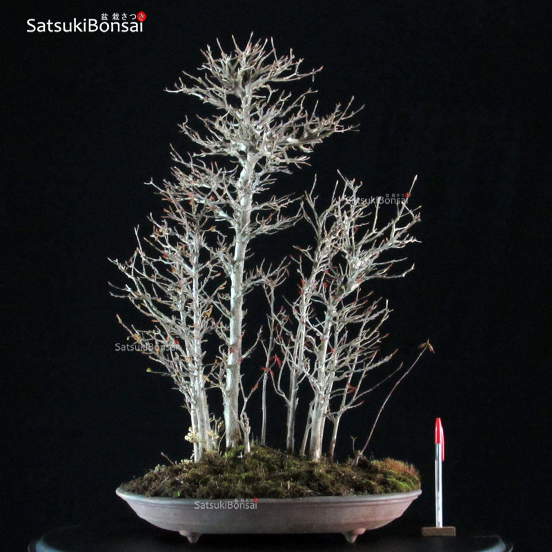 2336_1-Acer-buergerianum Acer Buergerianum - Kaede VENDUTO - immagine 1