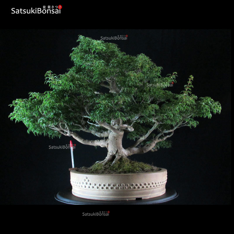 2766_1-Acer-palmatum-shishigashira Acero Palmato Shishigashira VENDUTO - immagine 1