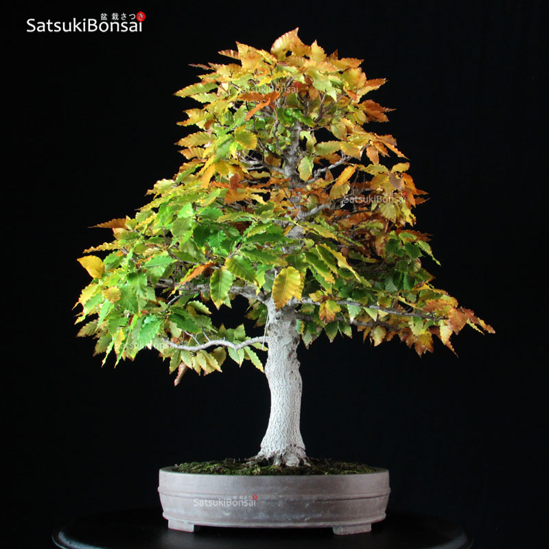 2337_10-Fagus-Crenata-Buna Fagus Crenata - Faggio VENDUTO - immagine 1
