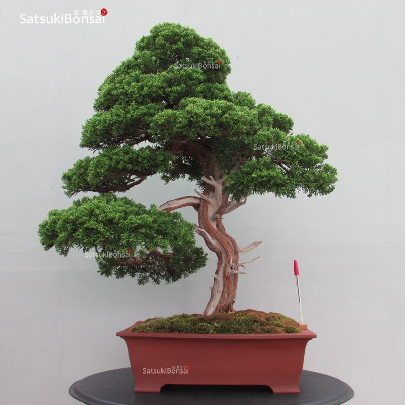 2784_1-Juniperus-chinensis-itoigawa Juniperus Chinensis itoigawa VENDUTO - immagine 1