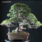 Pinus Pentaphylla - Goyomatsu VENDUTO
