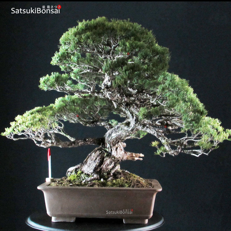 2197_30-pinus-pentaphylla Pinus Pentaphylla - Goyomatsu VENDUTO - immagine 1