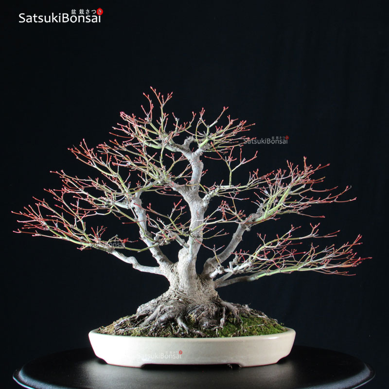 2763_17-Acer-palmatum-acero-palmato Acero Palmato Yamamomiji VENDUTO - immagine 1