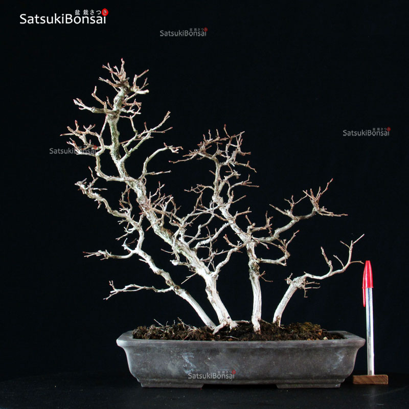 2945_1-Carpinus-Laxiflora Carpinus Laxiflora VENDUTO - immagine 1