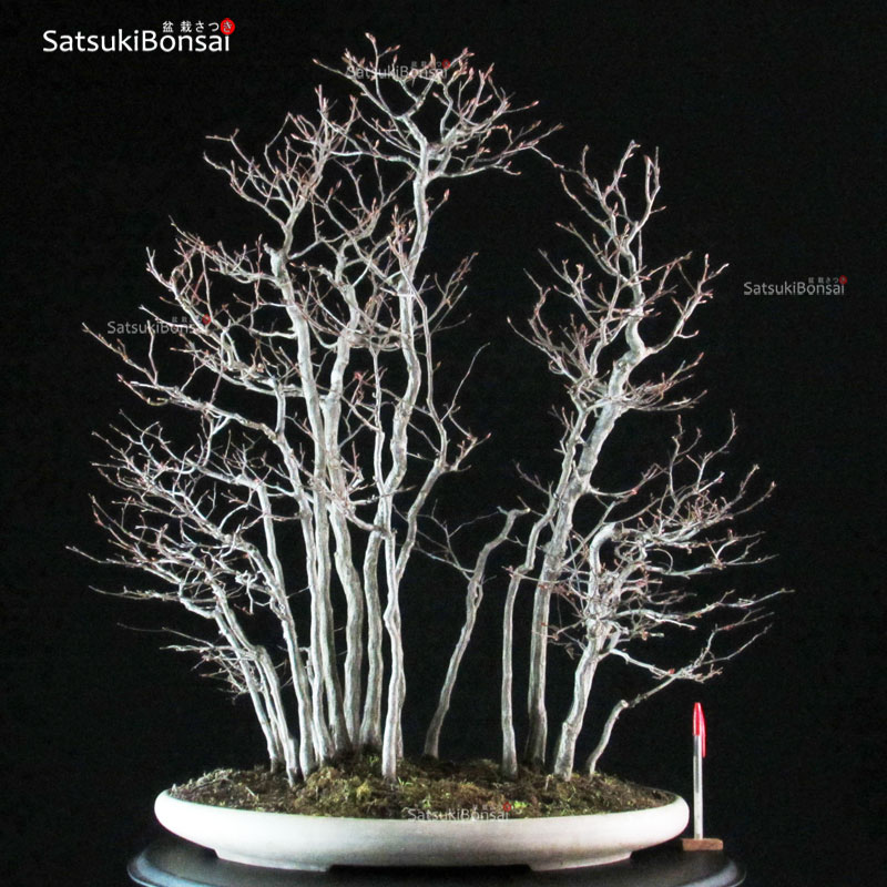 2977_1-Carpinus-Laxiflora Carpinus Laxiflora bosco VENDUTO - immagine 1