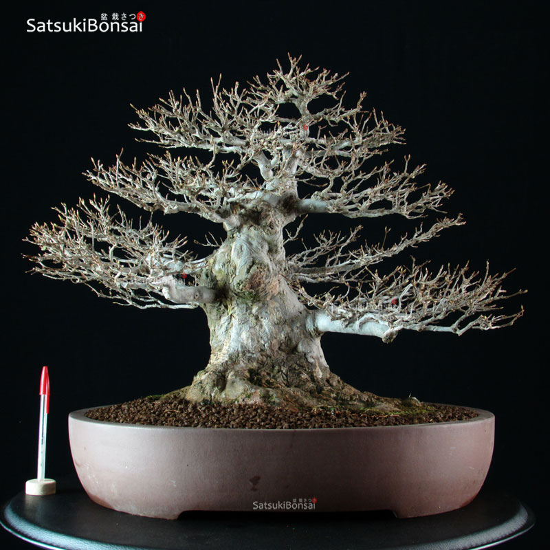 2978_12-Acer-buergerianum-kaede Acer Buergerianum - Kaede - immagine 1