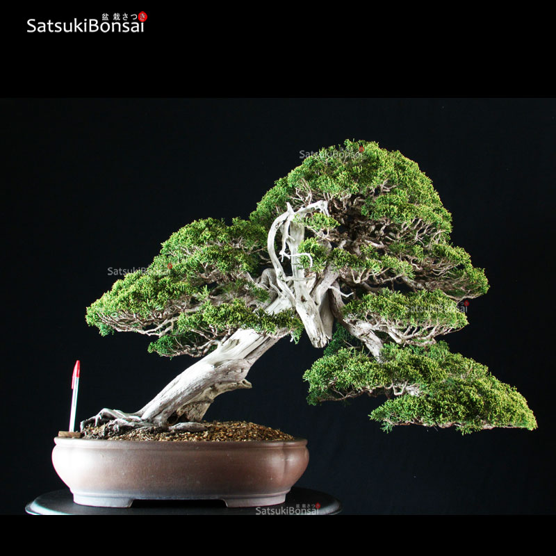 2858_1-JUNIPERUS-CHINENSIS-ITOIGAWA Juniperus Chinensis itoigawa VENDUTO - immagine 1