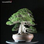 Juniperus Chinensis itoigawa VENDUTO - immagine 2