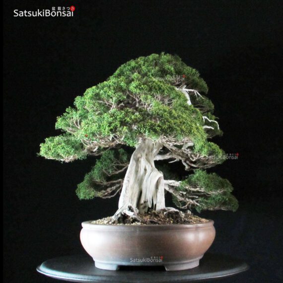 Juniperus Chinensis itoigawa VENDUTO - immagine 2
