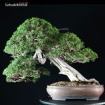 Juniperus Chinensis itoigawa VENDUTO - immagine 3