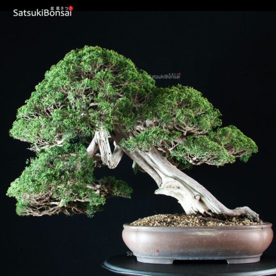 Juniperus Chinensis itoigawa VENDUTO - immagine 3