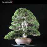 Juniperus Chinensis itoigawa VENDUTO - immagine 4