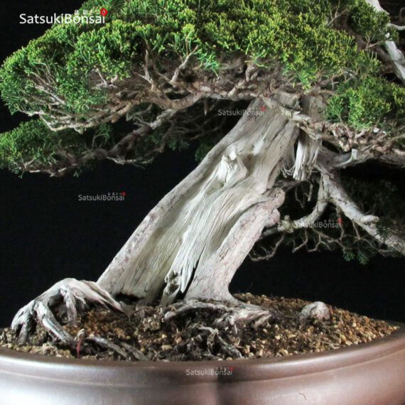 Juniperus Chinensis itoigawa VENDUTO - immagine 5