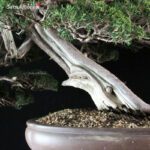 Juniperus Chinensis itoigawa VENDUTO - immagine 6