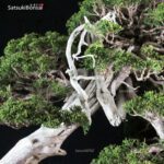 Juniperus Chinensis itoigawa VENDUTO - immagine 7