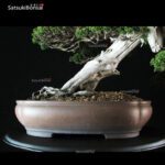 Juniperus Chinensis itoigawa VENDUTO - immagine 8