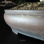 Juniperus Chinensis itoigawa VENDUTO - immagine 9