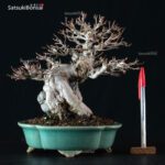 Acer Buergerianum VENDUTO