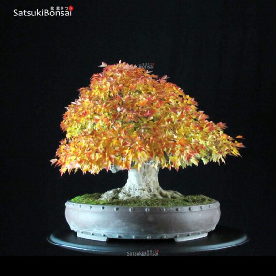 Acer Buergerianum - Kaede - immagine 10