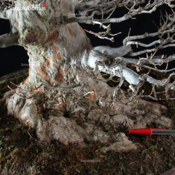 Acer Buergerianum - Kaede - immagine 6