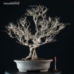 Punica Granatum Nejikan - Melograno  VENDUTO