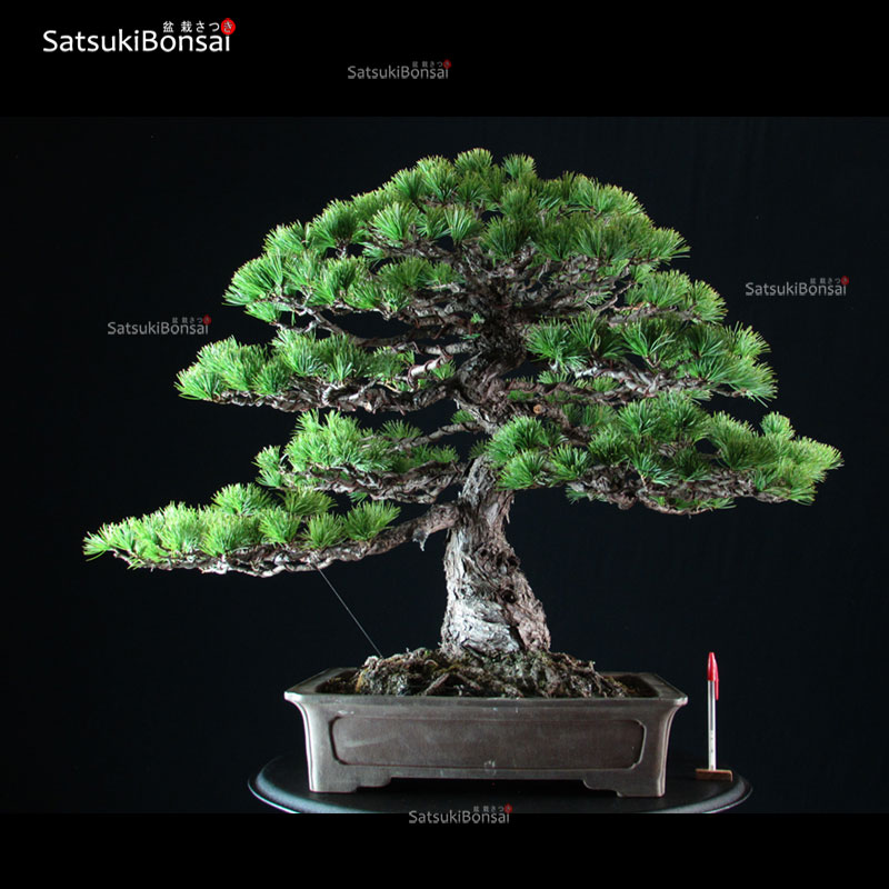 2995_1-Pinus-pentaphylla Pinus Pentaphylla VENDUTO - immagine 1