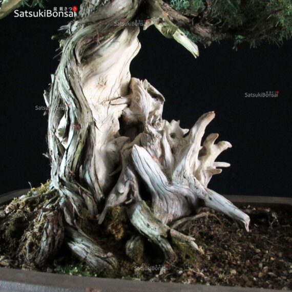 Juniperus Rigida - Tosho VENDUTO - immagine 5
