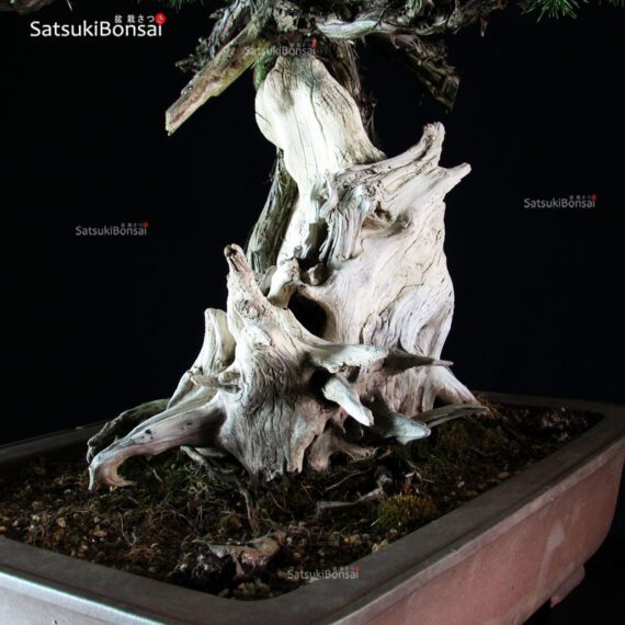 Juniperus Rigida - Tosho VENDUTO - immagine 7