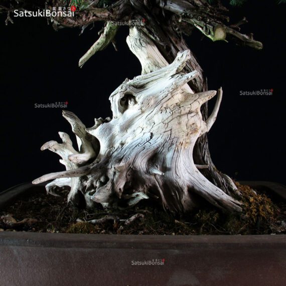 Juniperus Rigida - Tosho VENDUTO - immagine 8