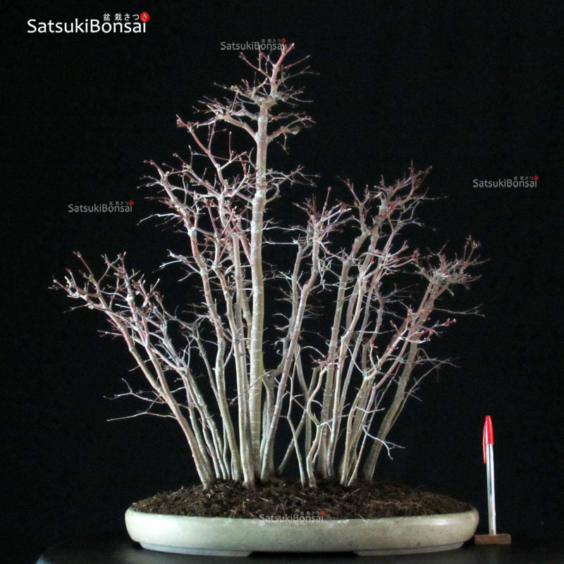3001_1-Acer-palmatum Acero Palmato Yamamomiji VENDUTO - immagine 1