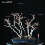 Acero Palmato Yamamomiji VENDUTO - immagine 9