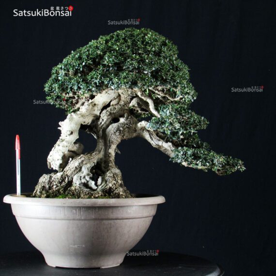 Olea Sylvestris - immagine 5