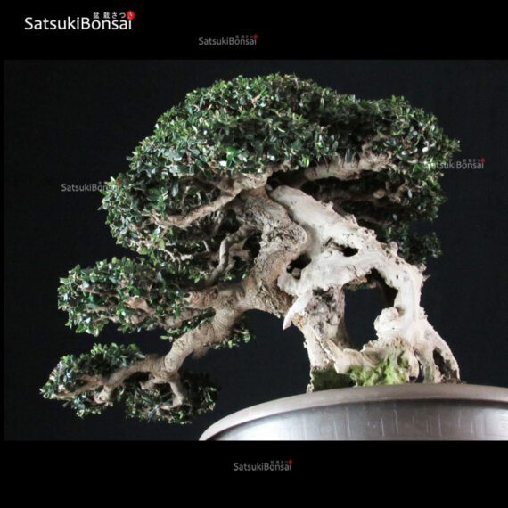 Olea Sylvestris - immagine 14