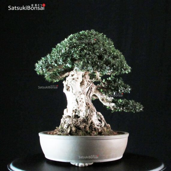 Olea Sylvestris - immagine 2