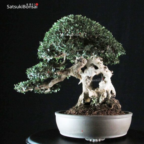 Olea Sylvestris - immagine 3