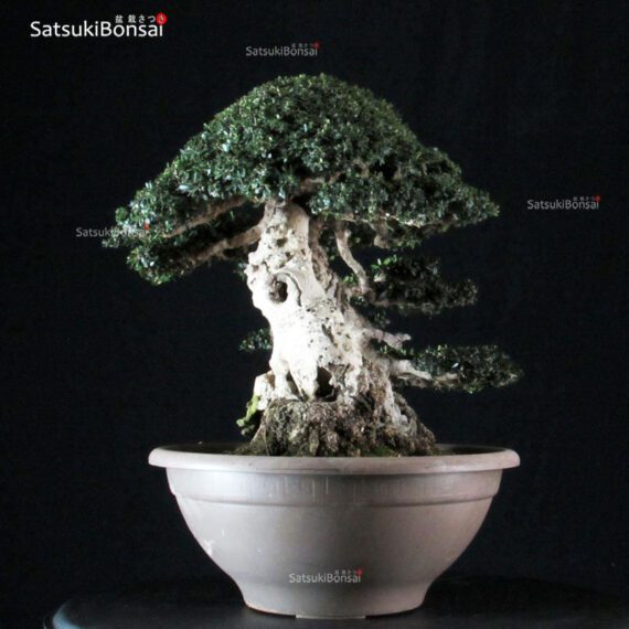Olea Sylvestris - immagine 7