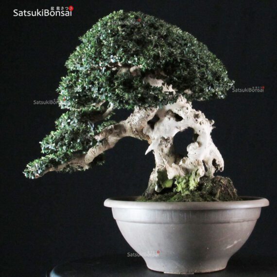 Olea Sylvestris - immagine 8