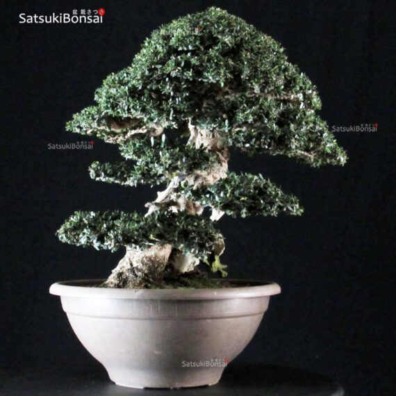 Olea Sylvestris - immagine 9