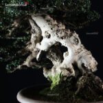 Olea Sylvestris - immagine 12