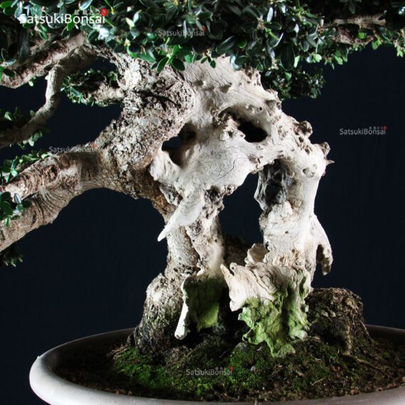 Olea Sylvestris - immagine 13