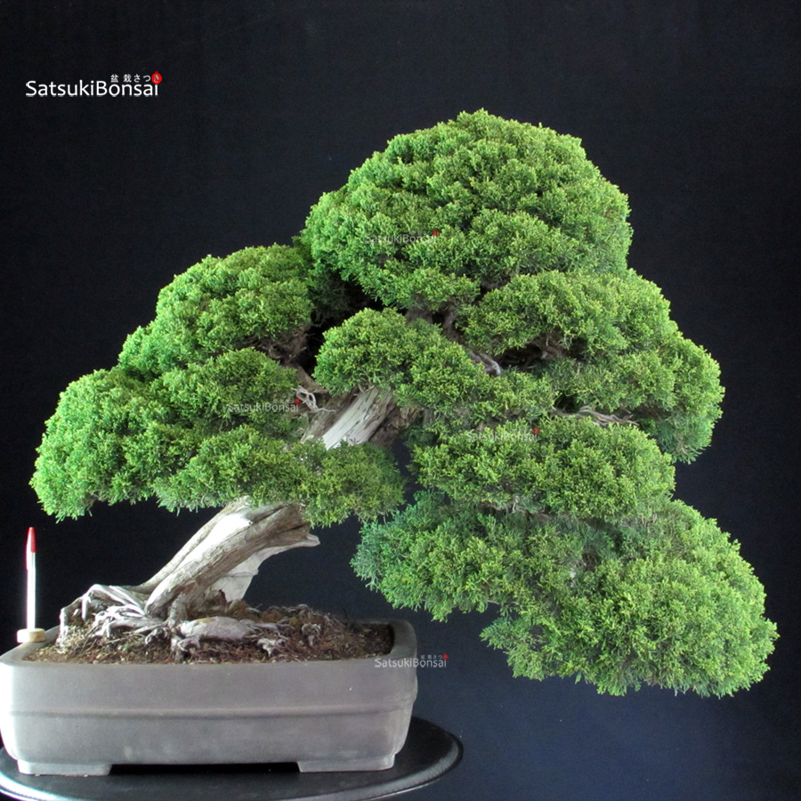 6552_1-Juniperus-chinensis-Itoigawa Juniperus Chinensis Itoigawa - immagine 1