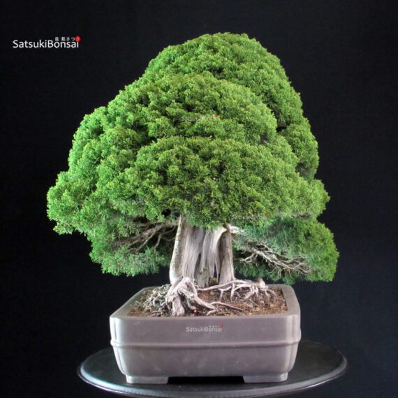 Juniperus Chinensis Itoigawa - immagine 2