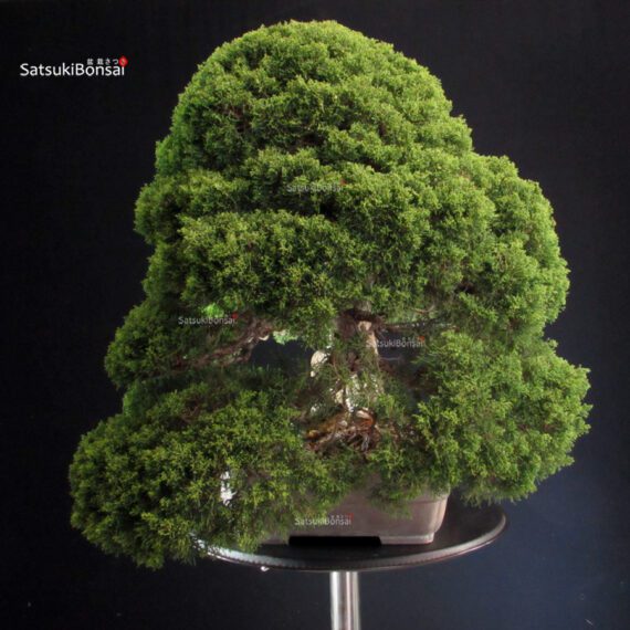 Juniperus Chinensis Itoigawa - immagine 3